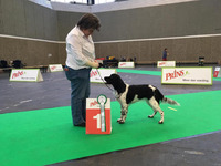 Milomiss Northern Lights Tuuletar "Lumi" JUN1 EXC "AMSTERDAM JUNIOR WINNER 2018"